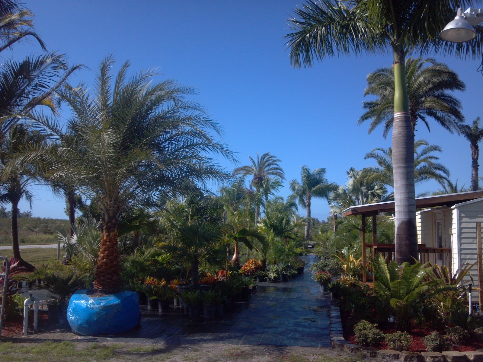 Landscaper - Palm Tree Care Services - Tampa