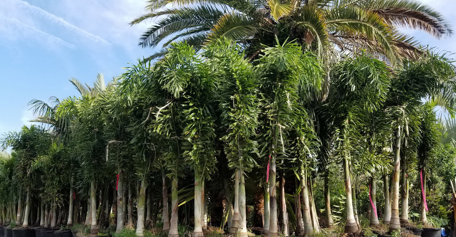 Landscaper - Palm Tree Care Services - Tampa